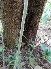 Asparagus falcatus