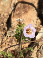 Phacelia lyonii