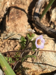 Phacelia lyonii