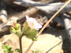 Phacelia lyonii