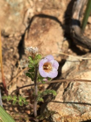 Phacelia lyonii