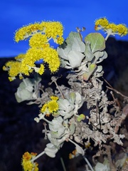 Eriogonum crocatum