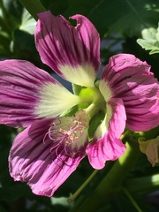 Malva assurgentiflora glabra