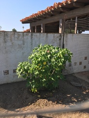 Malva assurgentiflora glabra