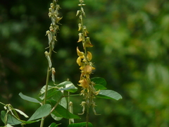 Crotalaria pallida