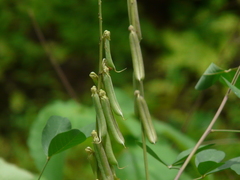 Crotalaria pallida