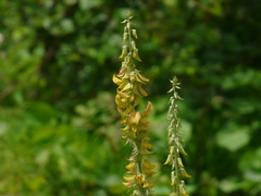 Crotalaria pallida
