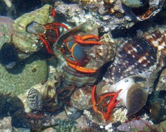 Calcinus californiensis