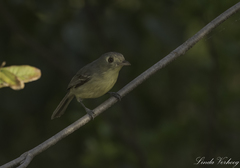 Vireo gundlachii
