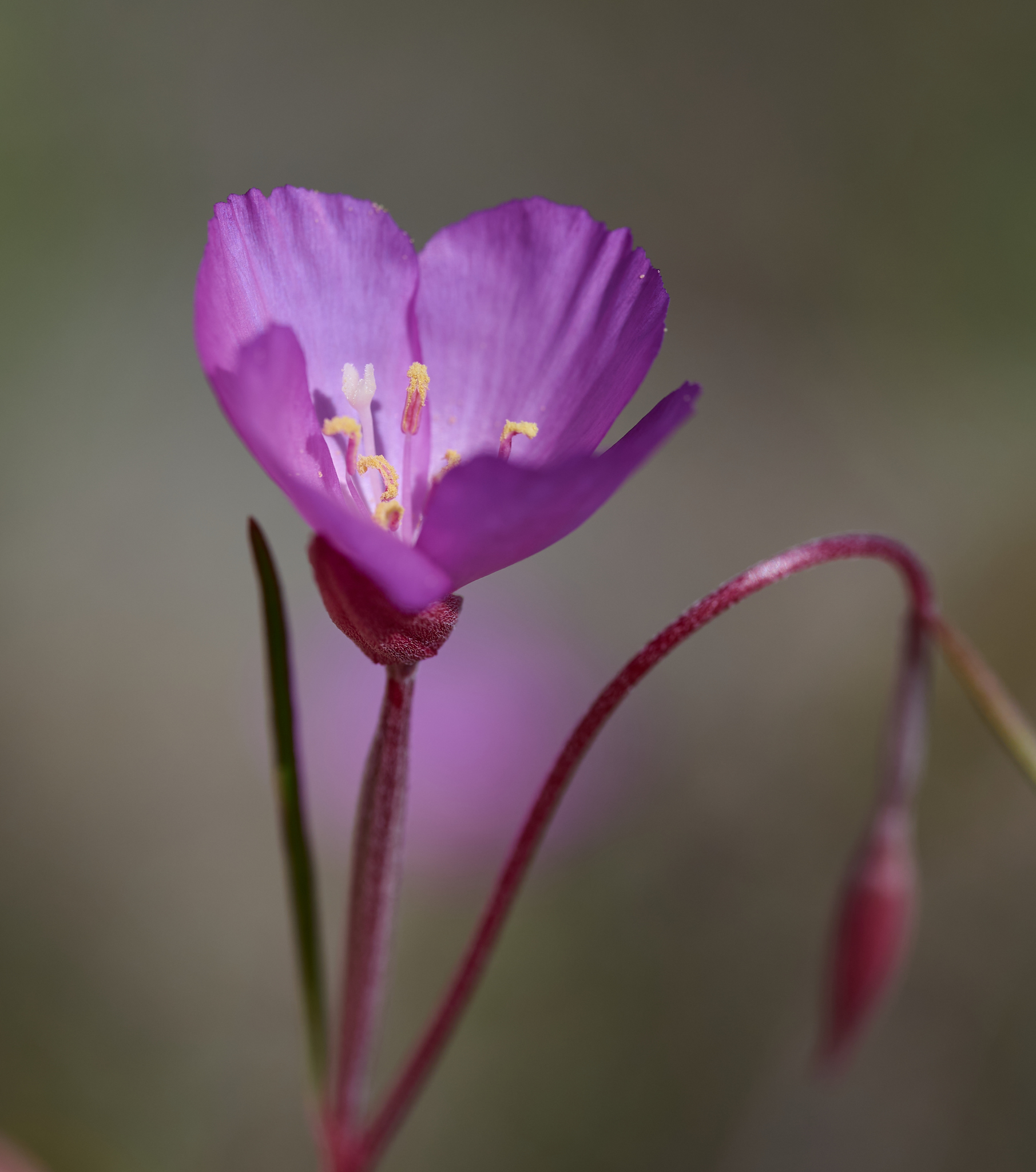 Clarkia gracilis