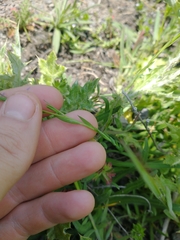 Linaceae