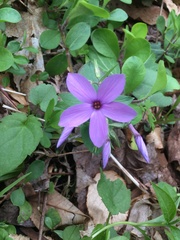 Phlox stolonifera