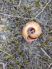Cupedora bednalli