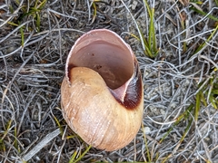 Cupedora bednalli
