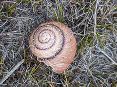 Cupedora bednalli