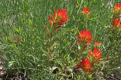 Castilleja applegatei viscida
