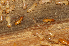 Acridotarsa melipecta