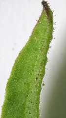 Castilleja applegatei viscida