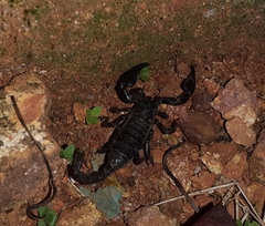 Sahyadrimetrus