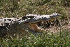 Crocodylus niloticus africanus