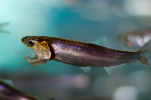 Northern Anchovy