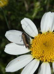 Cauchas rufimitrella