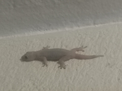 Gehyra mutilata