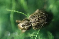 Cycloderes pilosulus