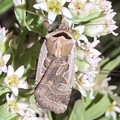 Parabagrotis