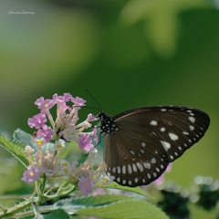Euploea andamanensis