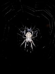 Parawixia
