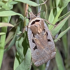 Parabagrotis