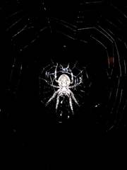 Parawixia