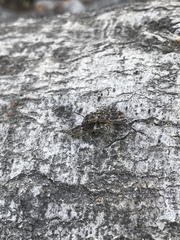 Xylotrechus nauticus