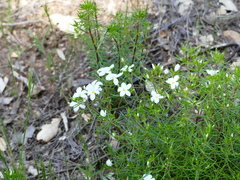 Leptosiphon floribundus