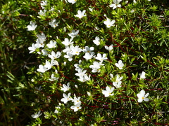 Leptosiphon floribundus