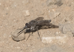 Thevenetimyia tridentata