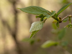 Lonicera elisae