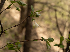 Lonicera elisae
