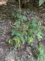 Eugenia candolleana
