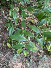 Eugenia candolleana