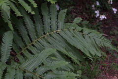 Pentarhizidium orientale