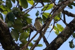 Indicatoridae