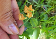 Lathyrus sulphureus