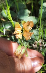 Lathyrus sulphureus