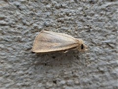 Lophocalama neuritis