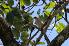 Indicatoridae