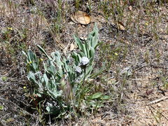 Asclepias californica
