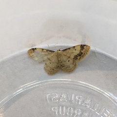 Idaea trigeminata