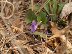 Viola tenuicornis